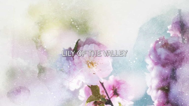 Lily of Valley Hymn